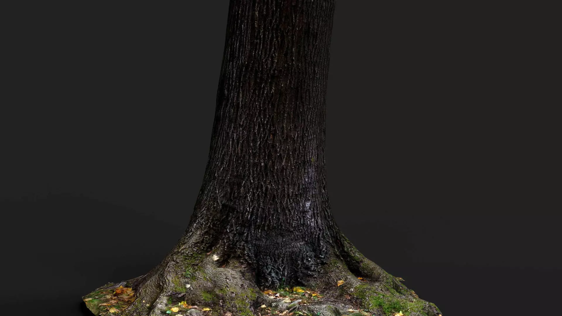 tree bark wide trunk part PBR photogrammetry Low-poly 3D model_3