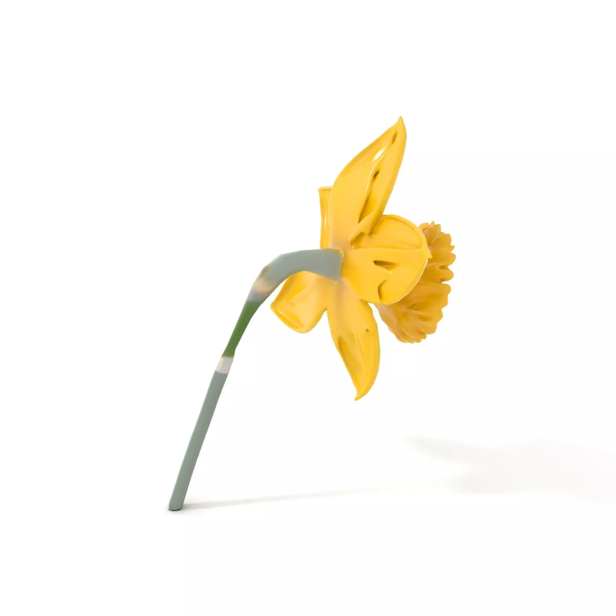 Vibrant Daffodil model pack Low-poly 3D model_6
