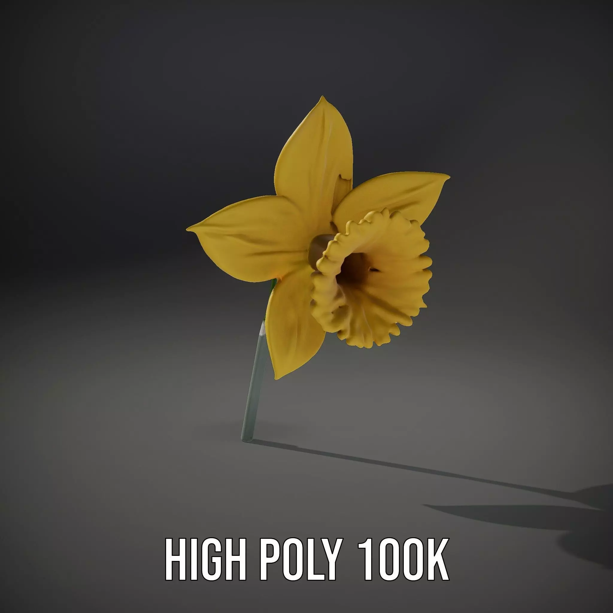 Vibrant Daffodil model pack Low-poly 3D model_11
