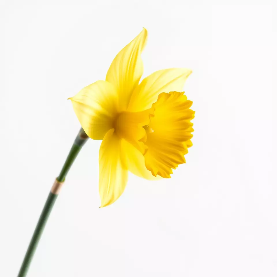 Vibrant Daffodil model pack Low-poly 3D model_3