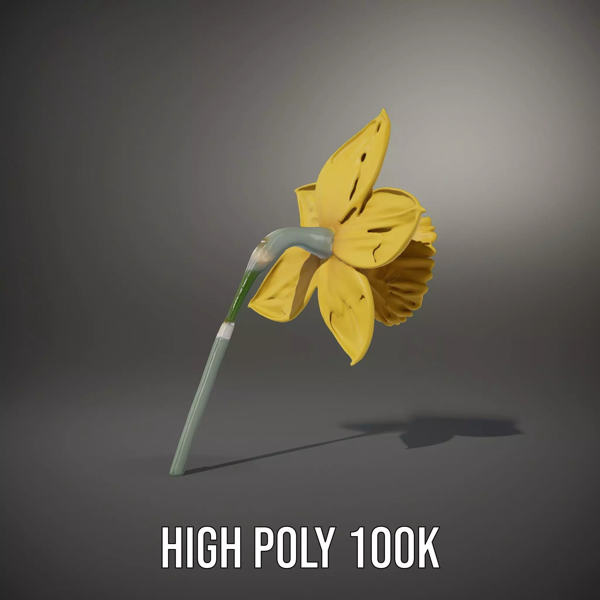 Vibrant Daffodil model pack Low-poly 3D model_9