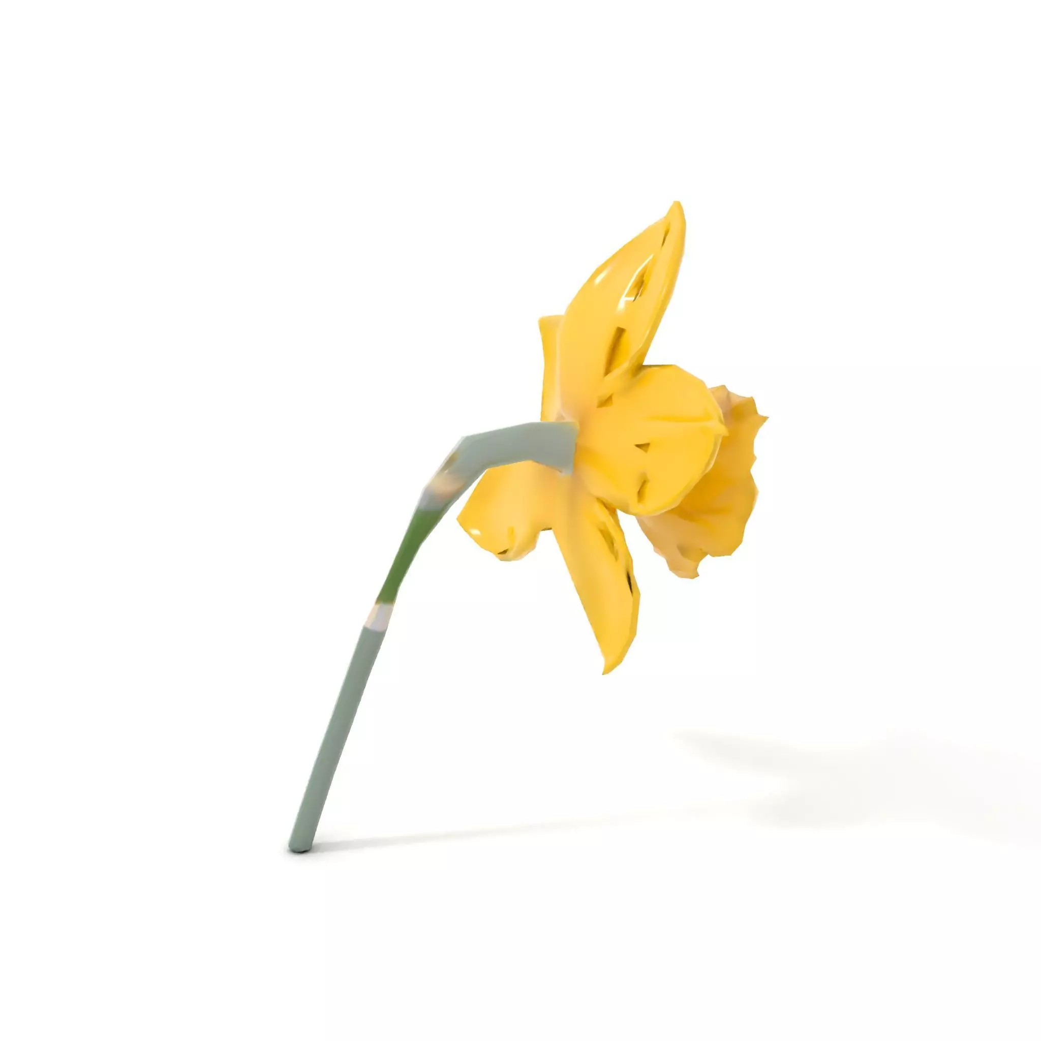 Vibrant Daffodil model pack Low-poly 3D model_13