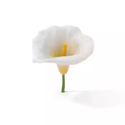 Elegant Calla Lily model pack Low-poly 3D model