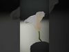 Elegant Calla Lily model pack Low-poly 3D model_2
