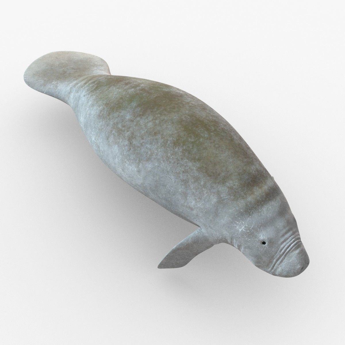 West Indian manatee Low-poly 3D model_2