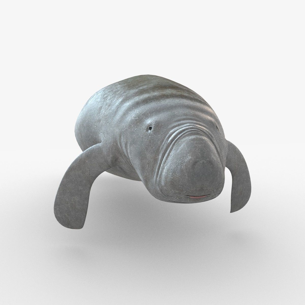 West Indian manatee Low-poly 3D model_6
