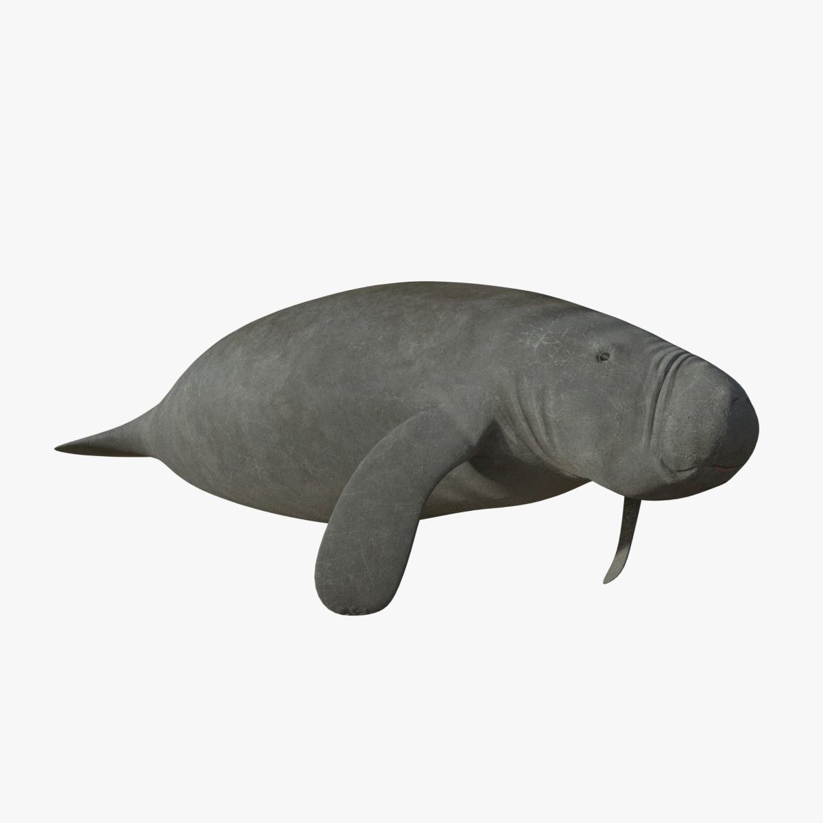 West Indian manatee Low-poly 3D model_12