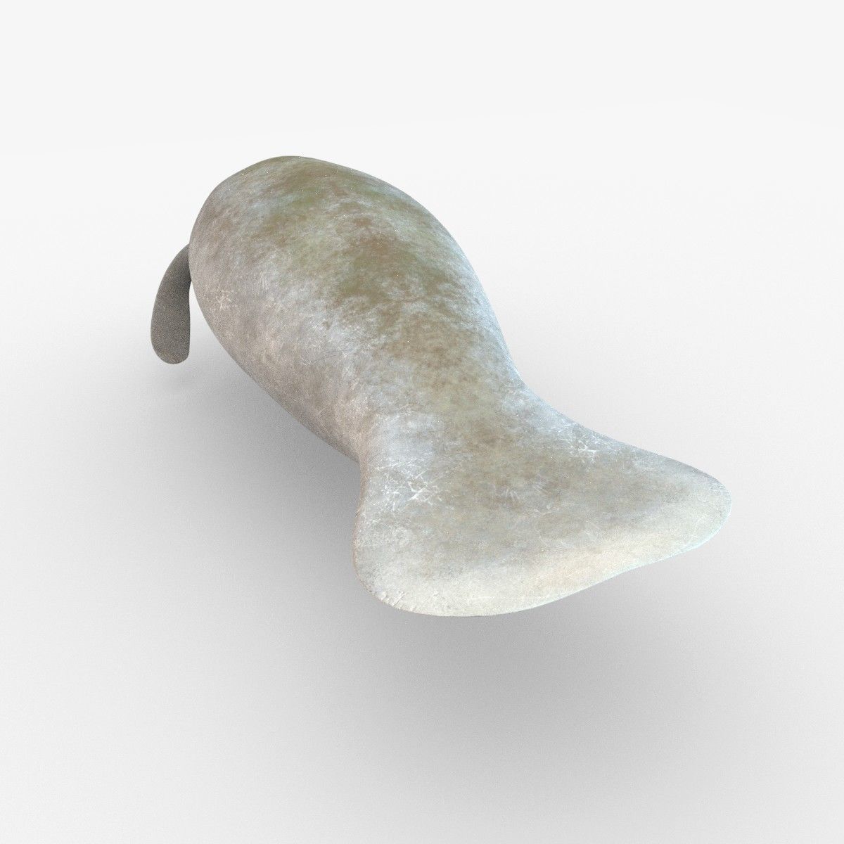 West Indian manatee Low-poly 3D model_4