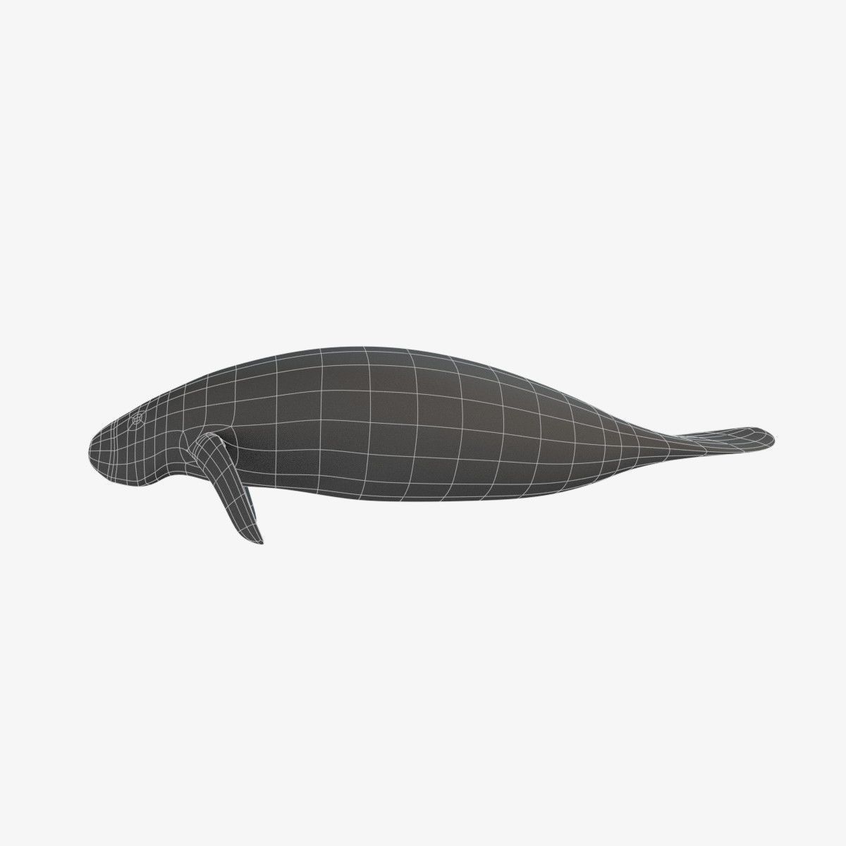West Indian manatee Low-poly 3D model_11