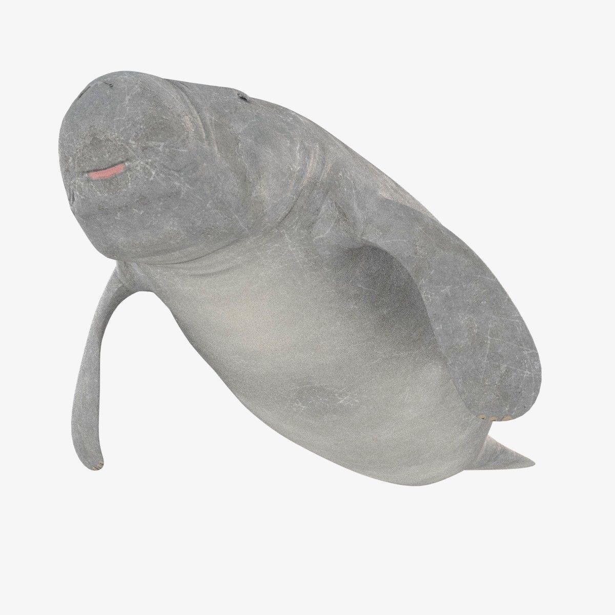 West Indian manatee Low-poly 3D model_8