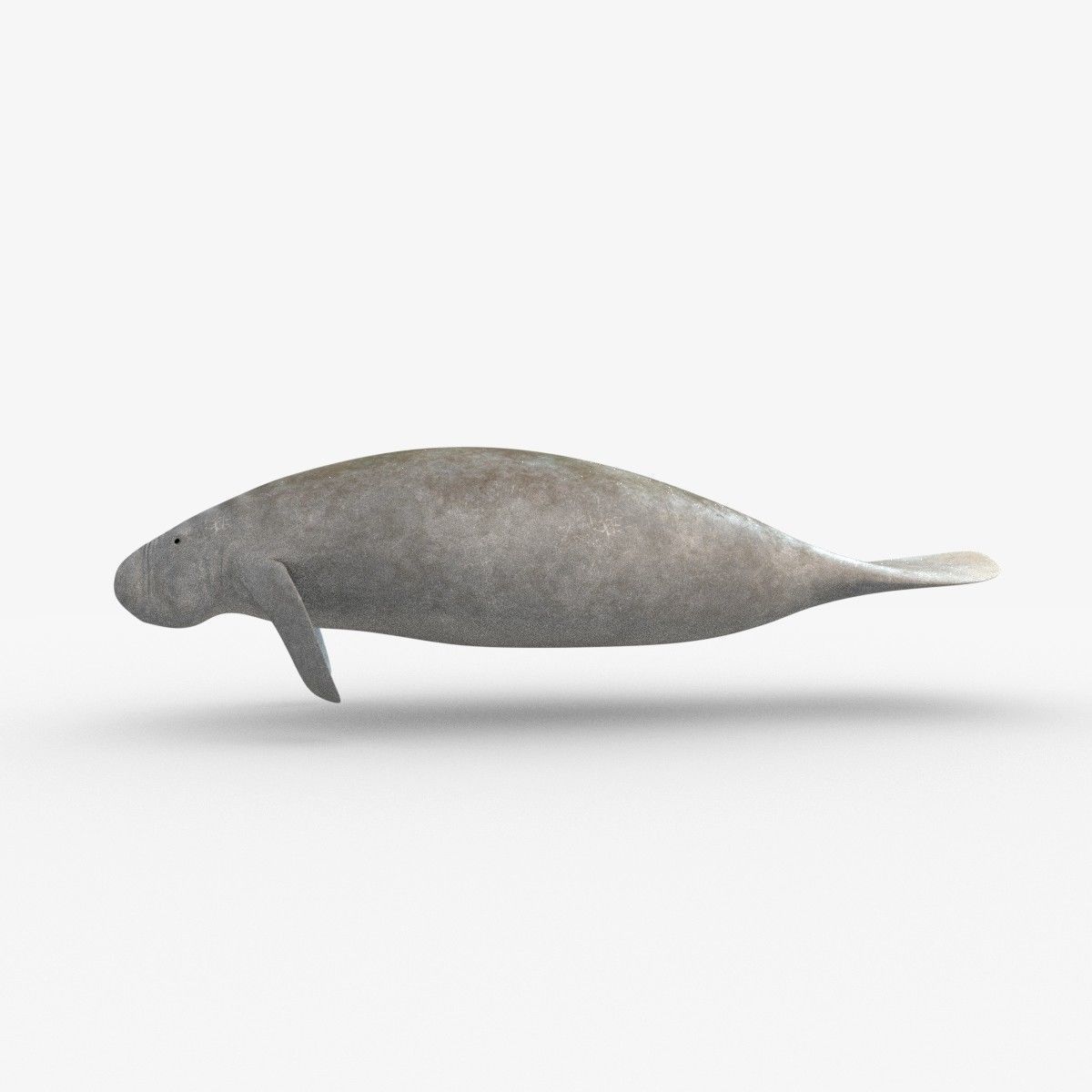 West Indian manatee Low-poly 3D model_10