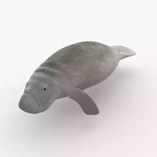 West Indian manatee Low-poly 3D model