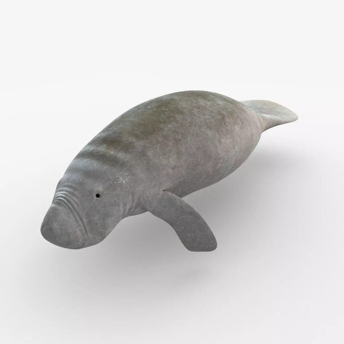 West Indian manatee Low-poly 3D model_0