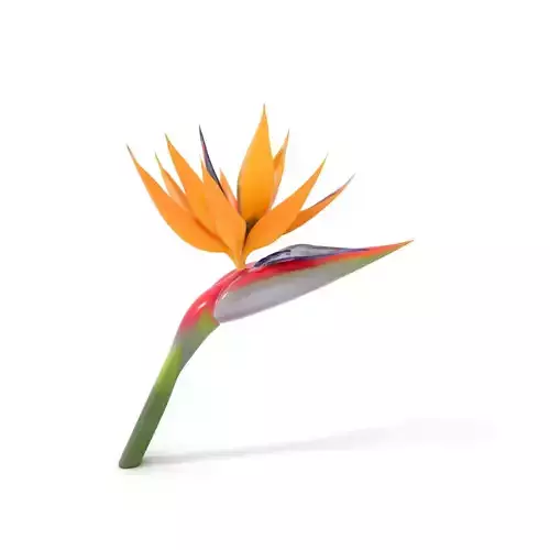 Bird of Paradise Flower model pack Low-poly 3D model