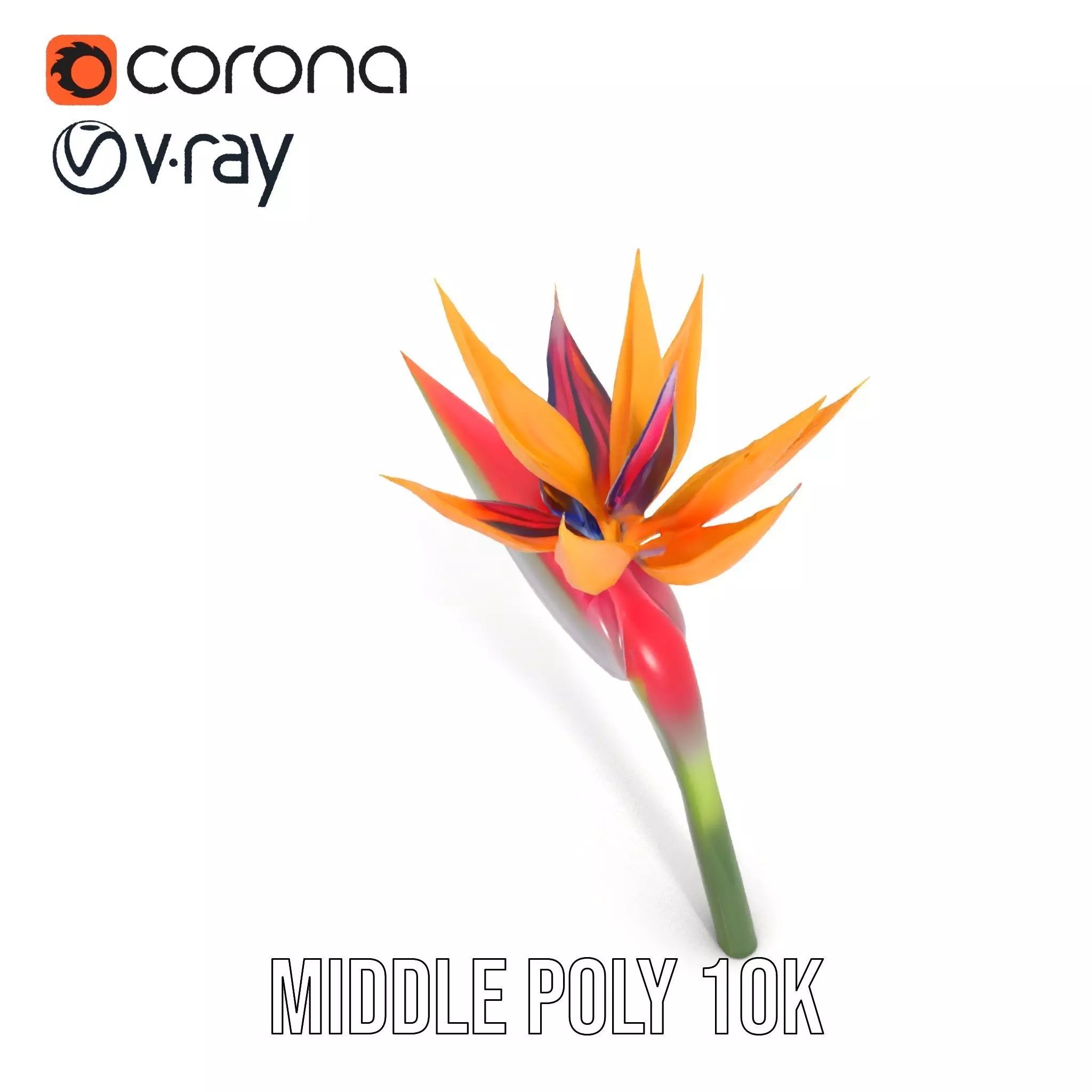 Bird of Paradise Flower model pack Low-poly 3D model_6