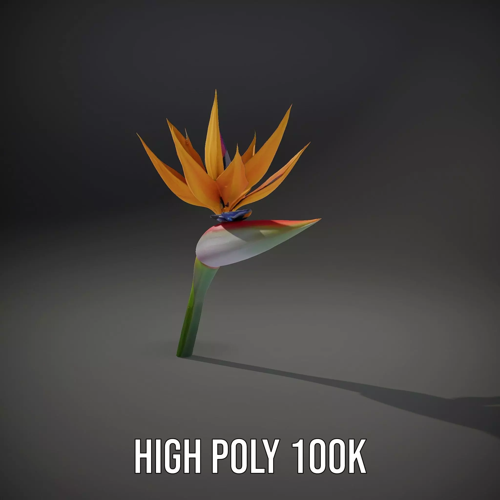 Bird of Paradise Flower model pack Low-poly 3D model_9