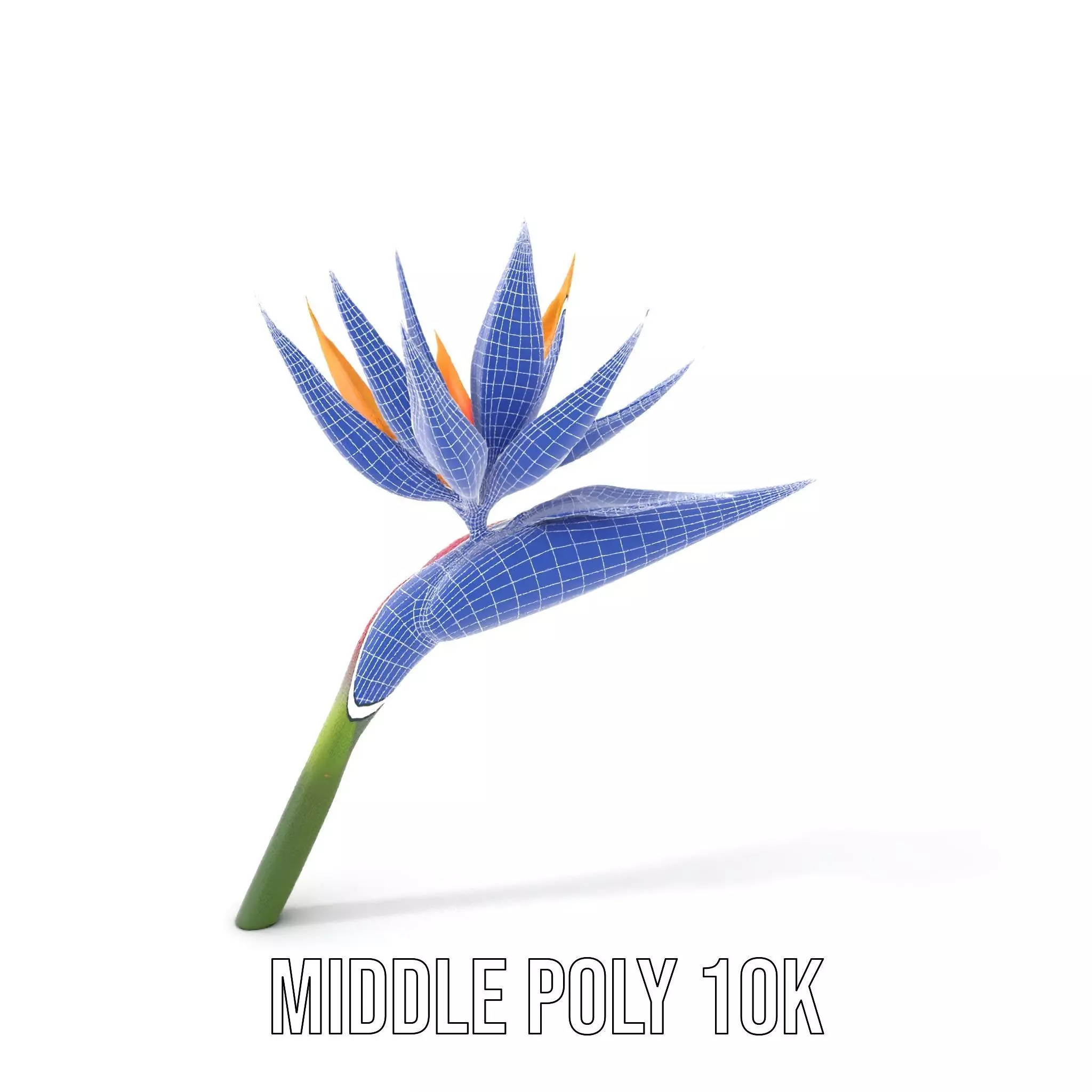 Bird of Paradise Flower model pack Low-poly 3D model_14