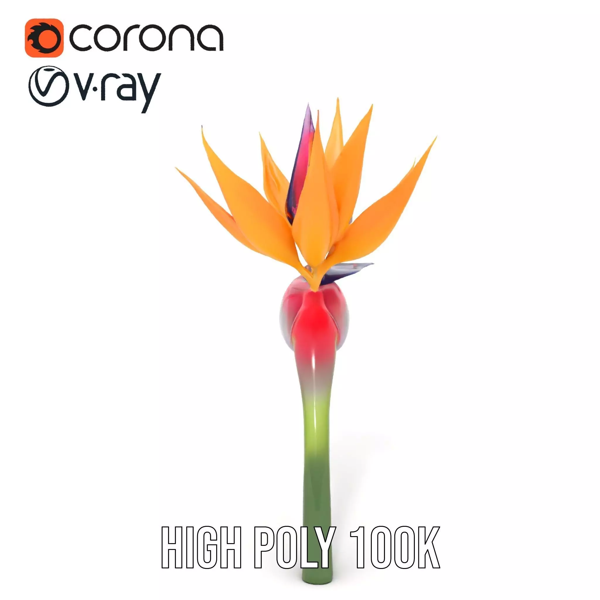 Bird of Paradise Flower model pack Low-poly 3D model_16
