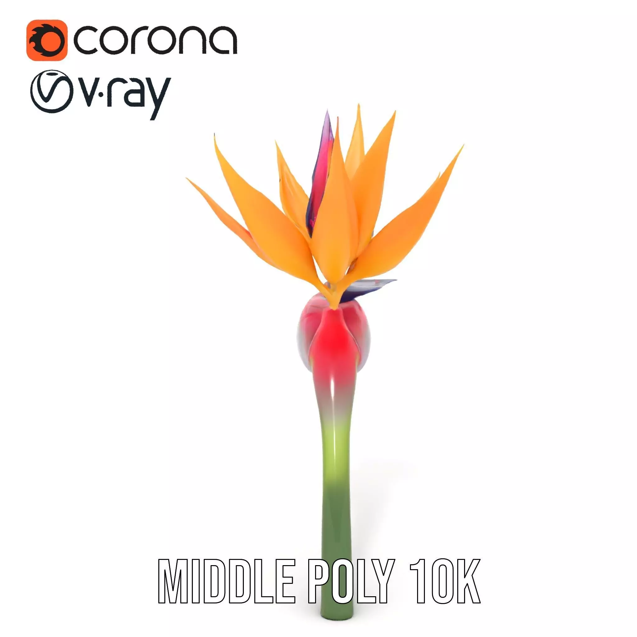Bird of Paradise Flower model pack Low-poly 3D model_21