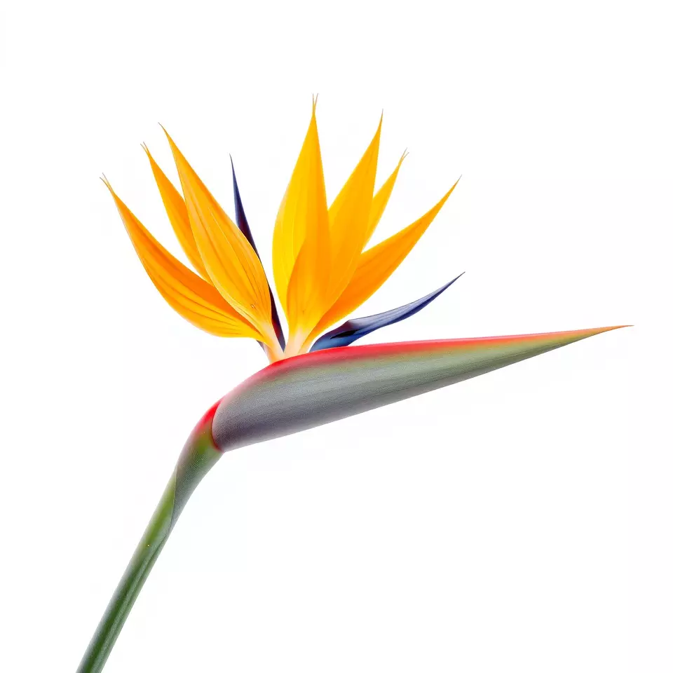 Bird of Paradise Flower model pack Low-poly 3D model_3