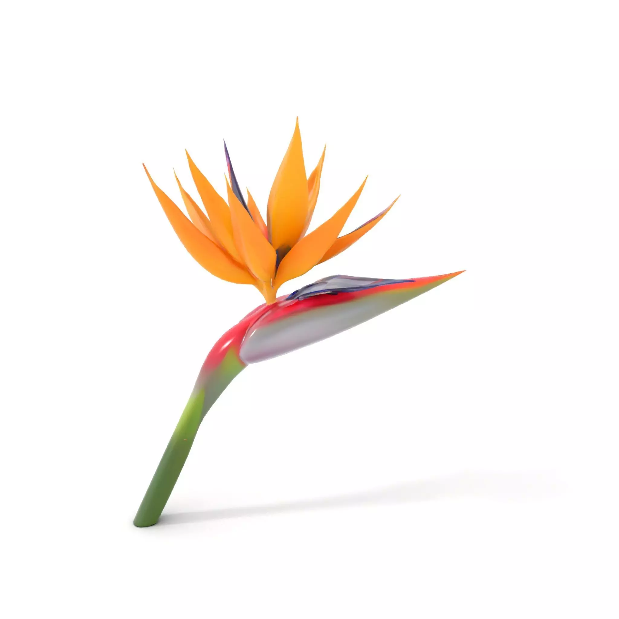 Bird of Paradise Flower model pack Low-poly 3D model_17