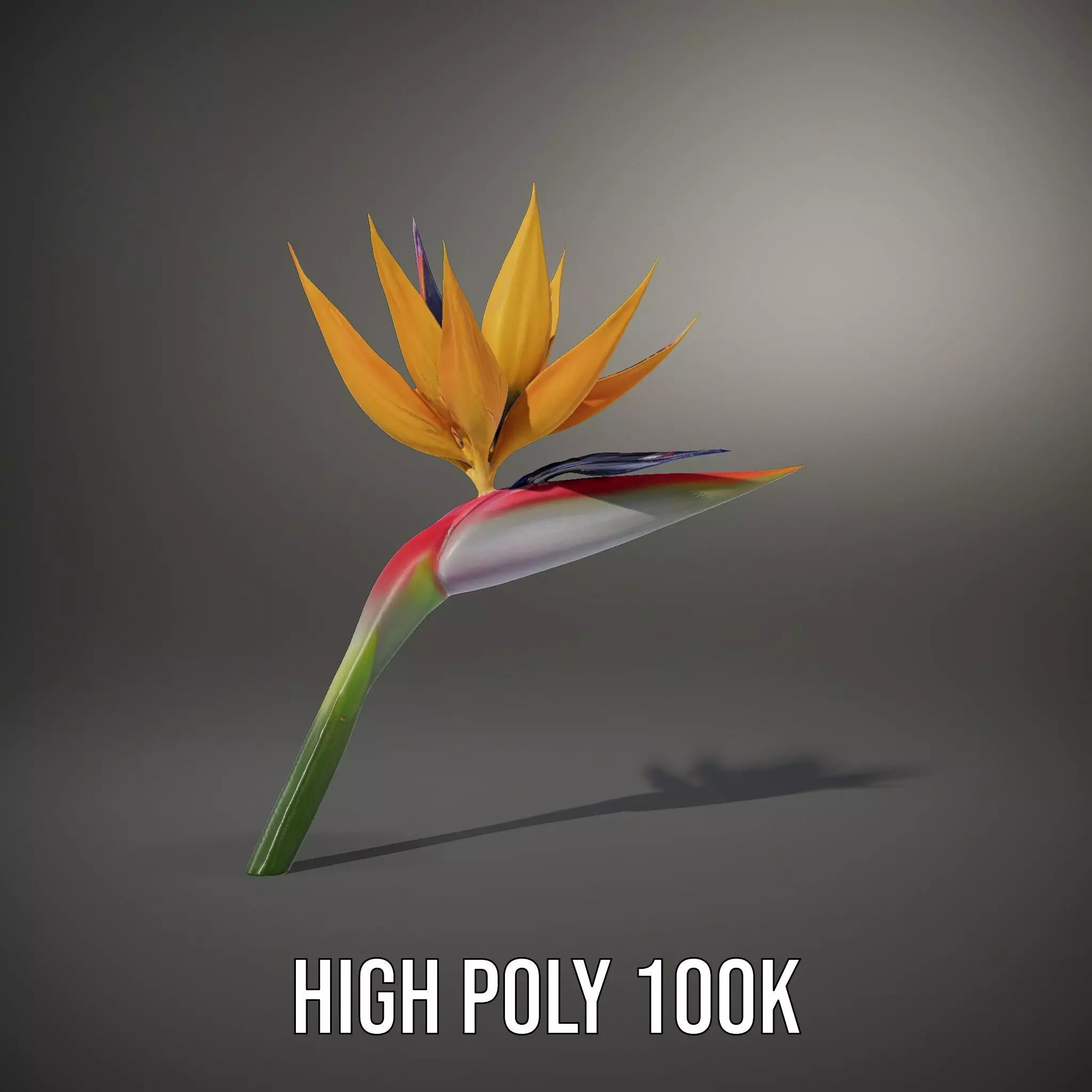 Bird of Paradise Flower model pack Low-poly 3D model_11