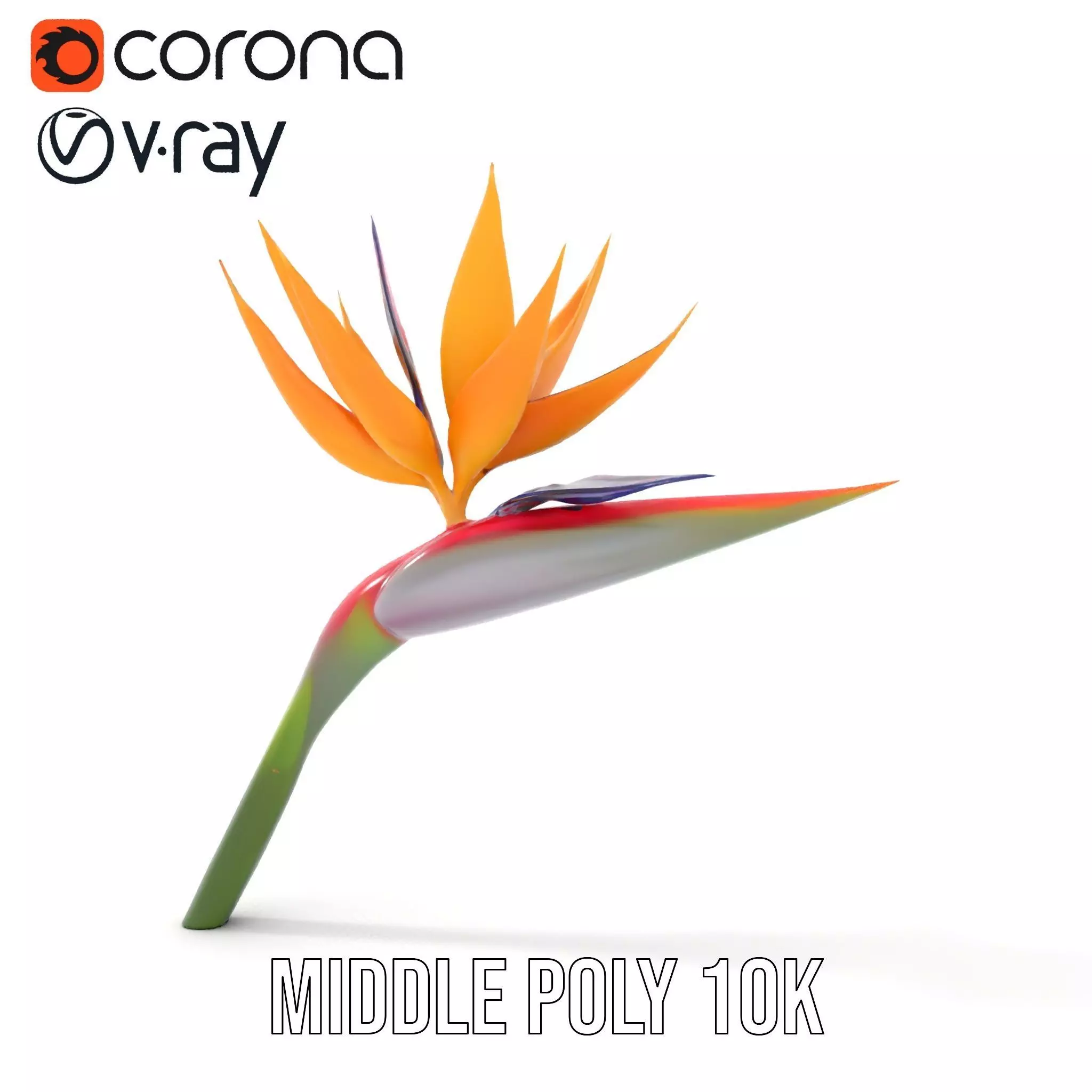 Bird of Paradise Flower model pack Low-poly 3D model_12