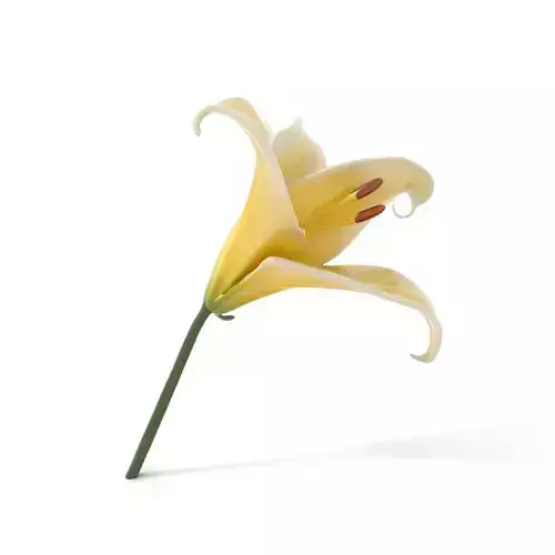 Elegant White Lily model pack Low-poly 3D model