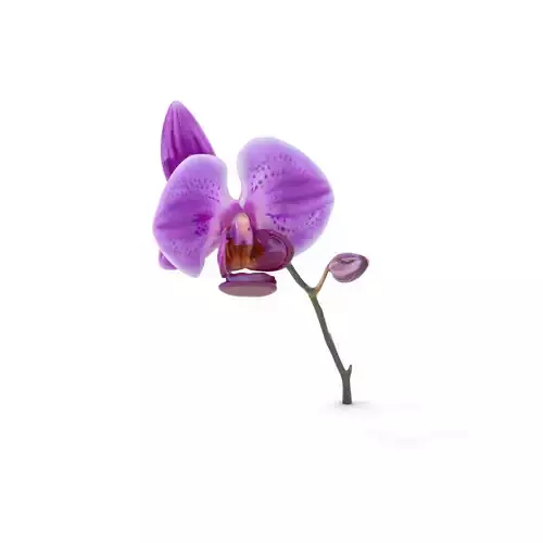 Vibrant Orchid model pack