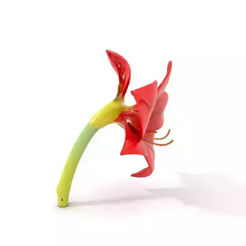 Red Amaryllis Flower model pack Low-poly 3D model