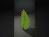 Elegant Red Tulip model pack Low-poly 3D model_2