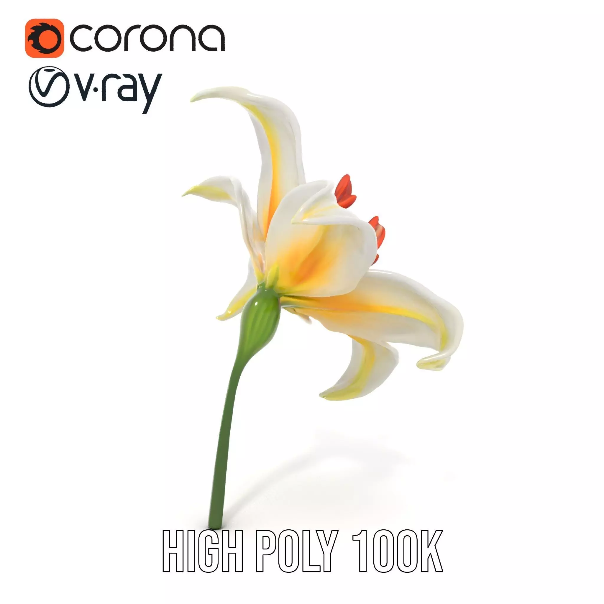 White Lily Bloom model pack Low-poly 3D model_34