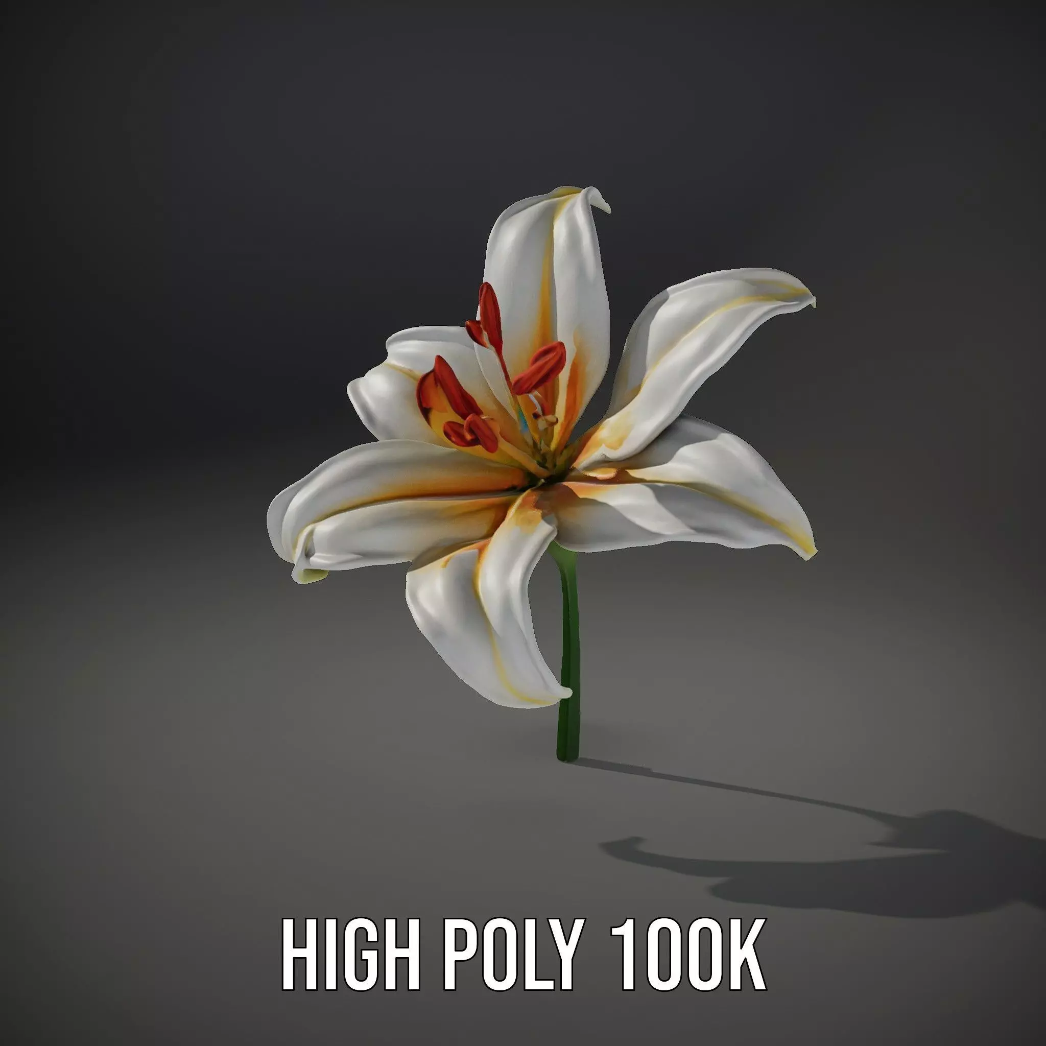 White Lily Bloom model pack Low-poly 3D model_11