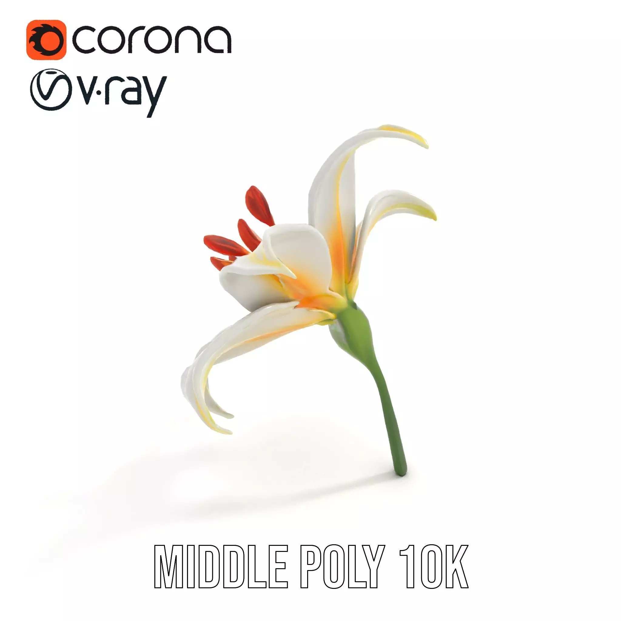 White Lily Bloom model pack Low-poly 3D model_12