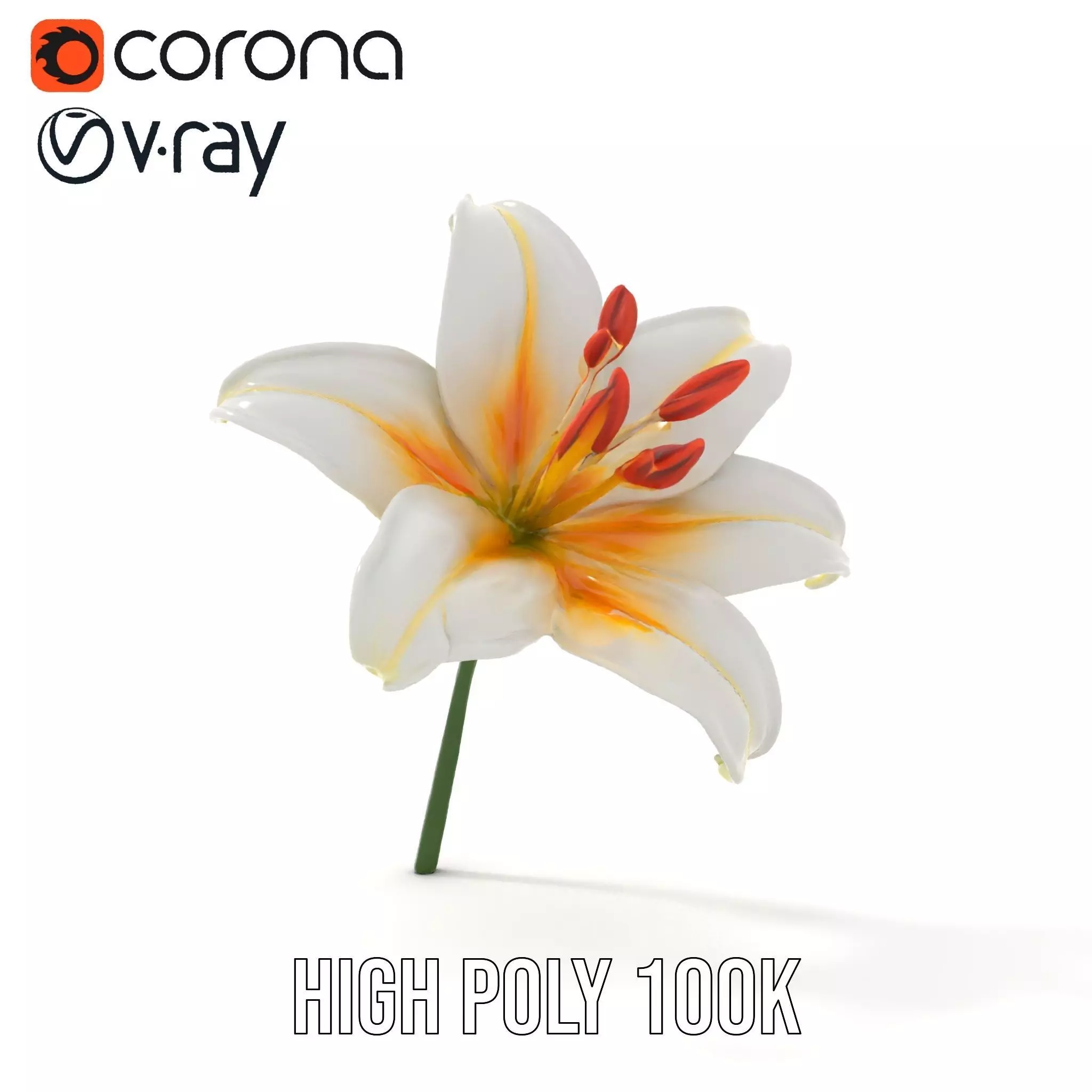 White Lily Bloom model pack Low-poly 3D model_29