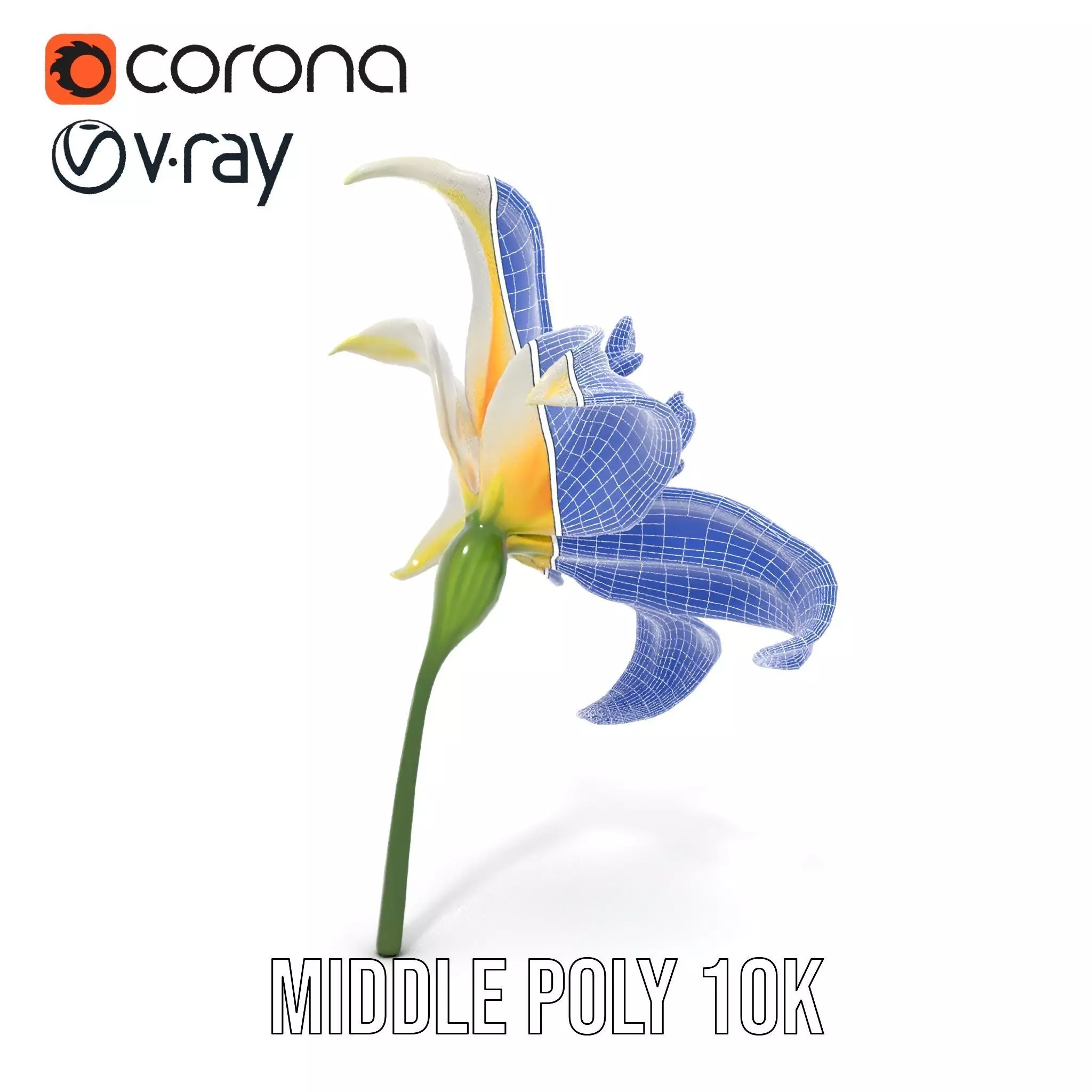 White Lily Bloom model pack Low-poly 3D model_19