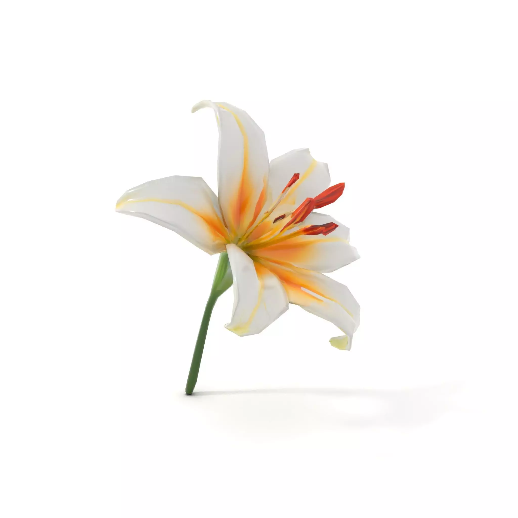White Lily Bloom model pack Low-poly 3D model_13
