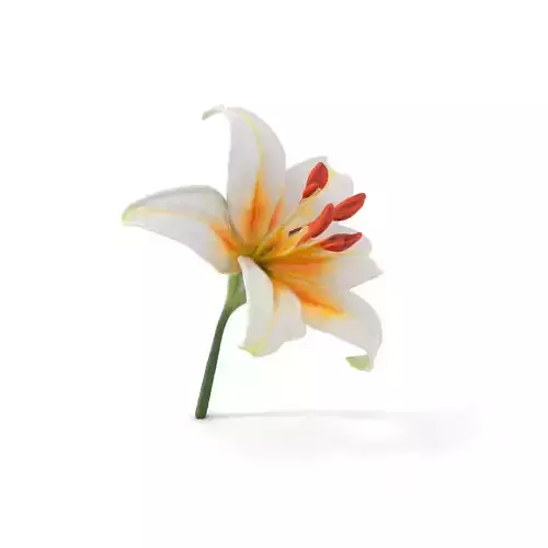 White Lily Bloom model pack Low-poly 3D model