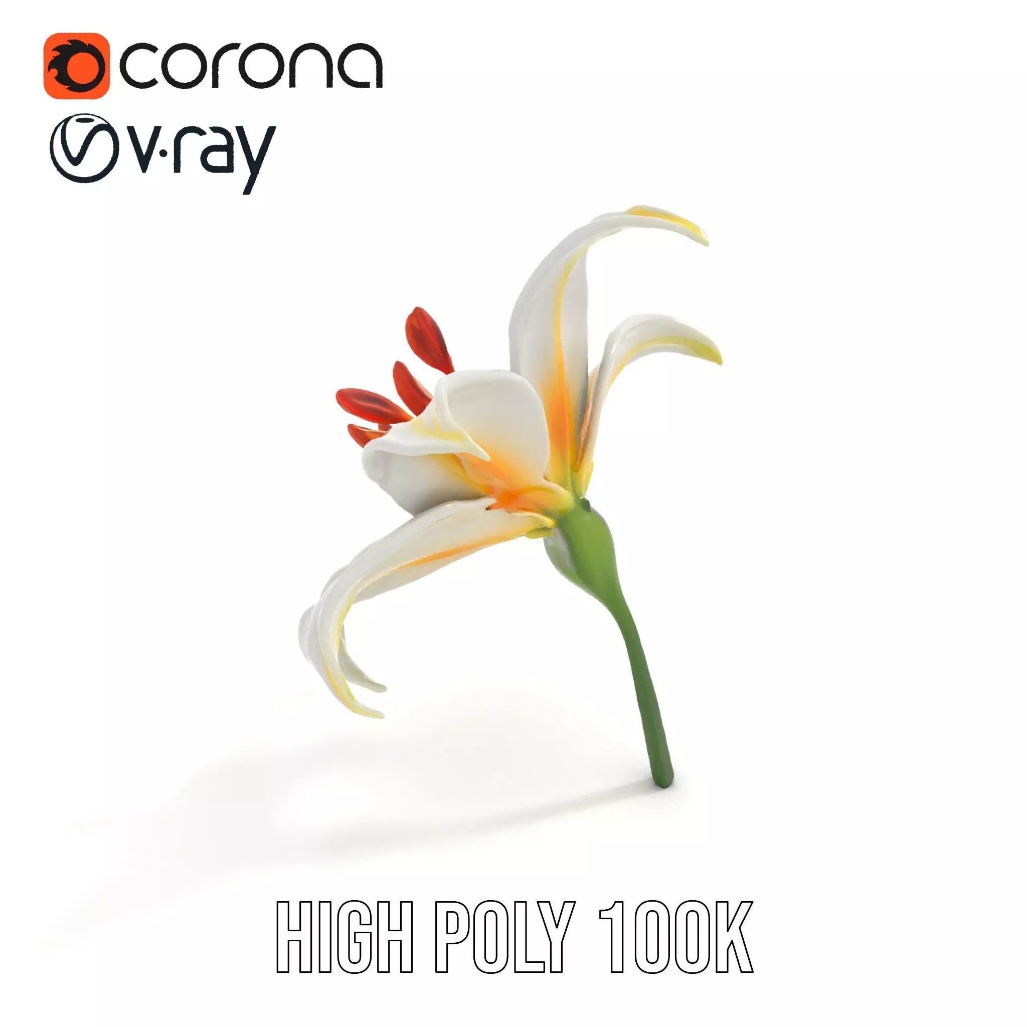 White Lily Bloom model pack Low-poly 3D model_18