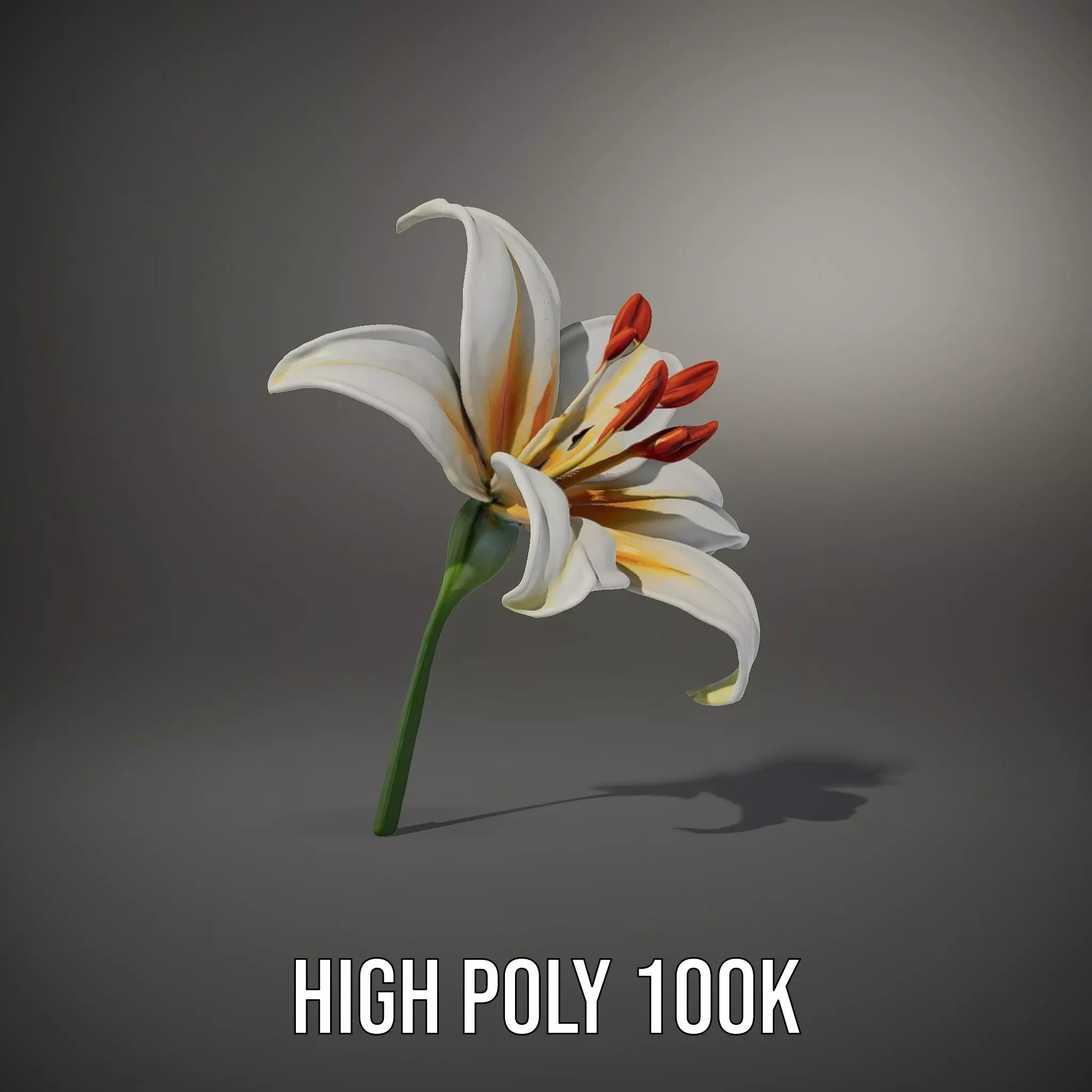 White Lily Bloom model pack Low-poly 3D model_9