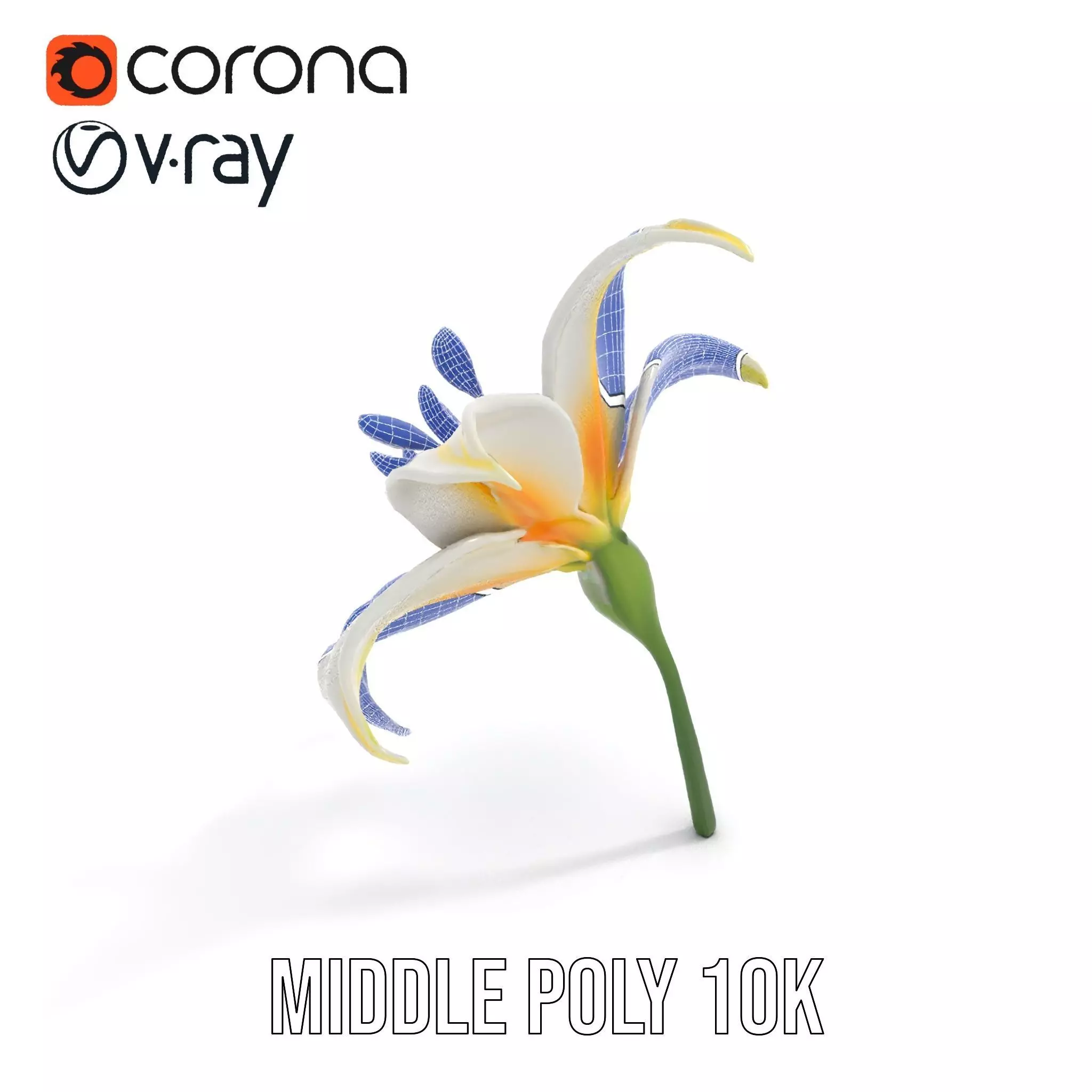 White Lily Bloom model pack Low-poly 3D model_22