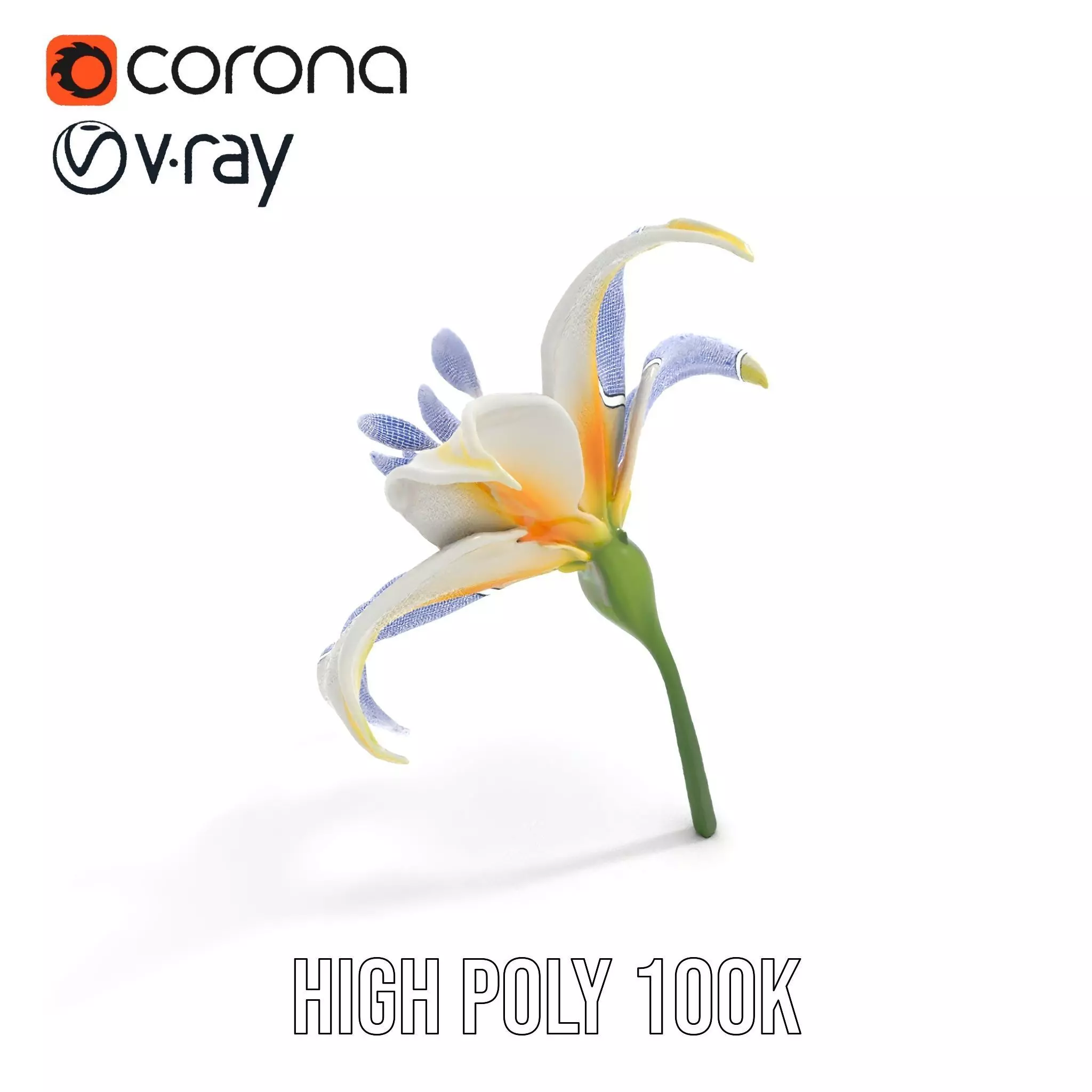 White Lily Bloom model pack Low-poly 3D model_24