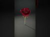Red Rose Botanical model pack Low-poly 3D model_2