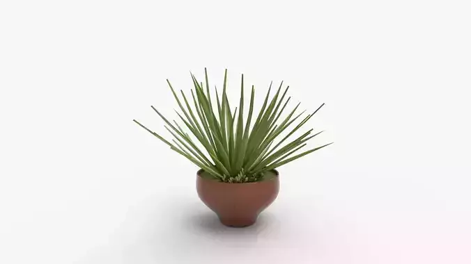 Aloe vera plant in Terra Cotta Planter