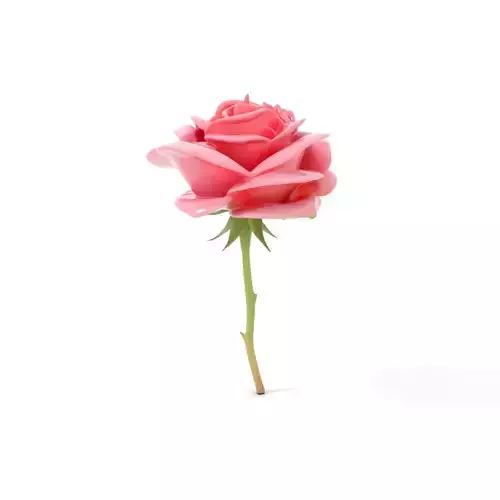 Elegant Pink Rose model pack Low-poly 3D model