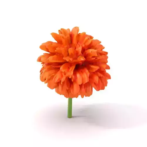Vibrant Orange Flower model pack Low-poly 3D model
