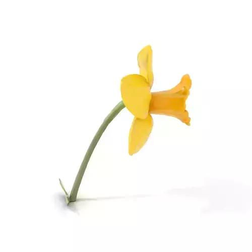 Vibrant Yellow Daffodil model pack