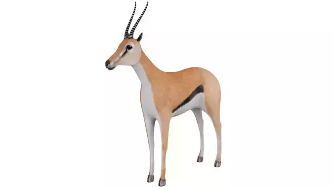 Gazelle 3D model