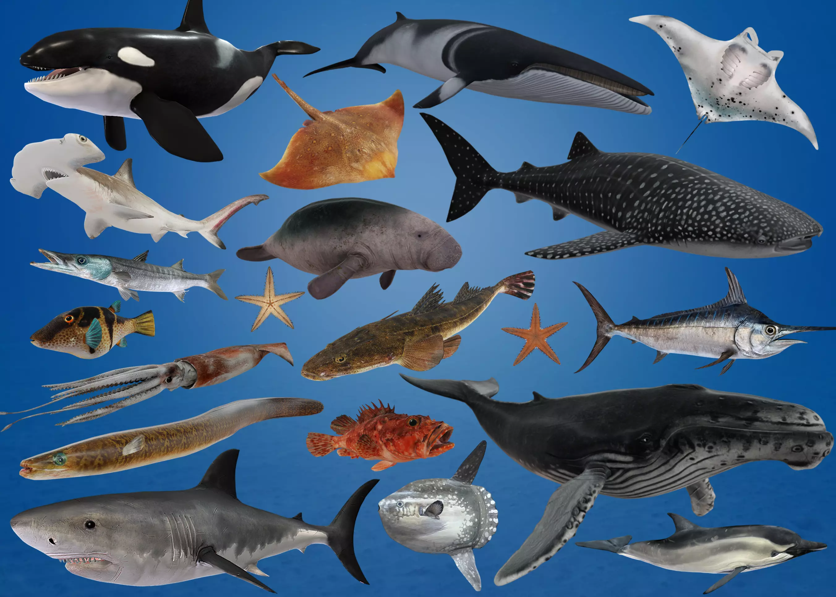 Ocean Fish Collection 3D model