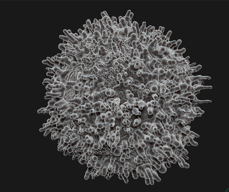 8 lymphocytes cells asset ZTL 3D model_12